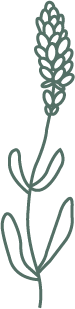 Lavendel